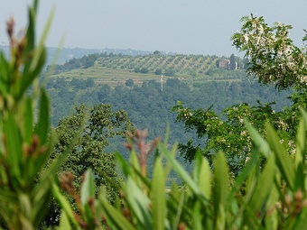 Oliveto di Poggio Cavaliere vista da Palazzolo