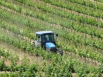 Lavoro in vigna sotto Palazzolo