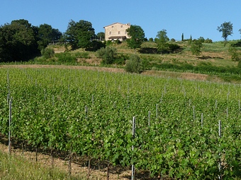 Palazzolo vista dalla vigna di Santa Chiara