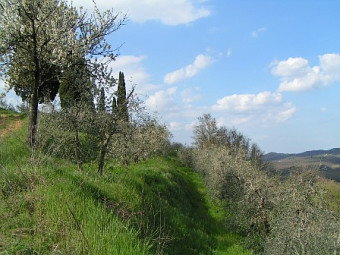 Oliveraie de Poggio Cavaliere
