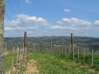 Vigneto di Poggio Cavaliere