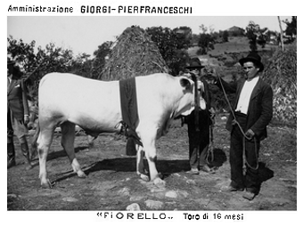 toro Fiorello