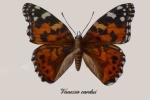 Butterfly bedroom - detail