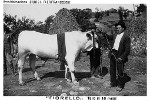bull